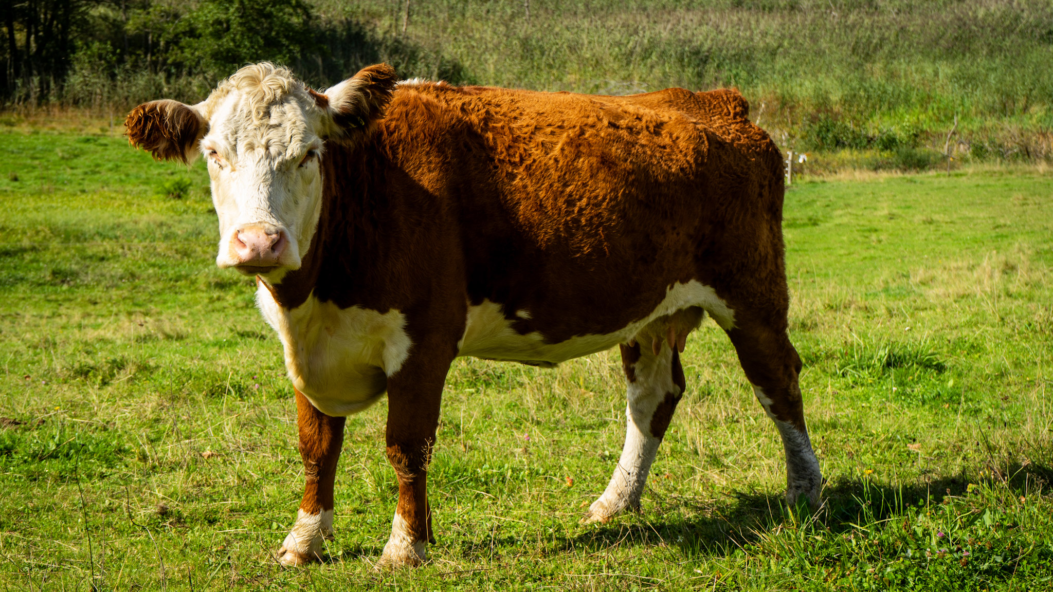 Weiderind auf der Wiese